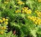 Mobile Preview: Artemisia Annua tincture (GMO & gluten free)